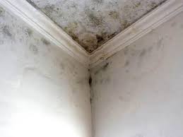 Environmental Consulting for Mold Prevention in Clancy, MT